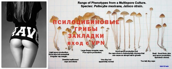 индика Белоозёрский